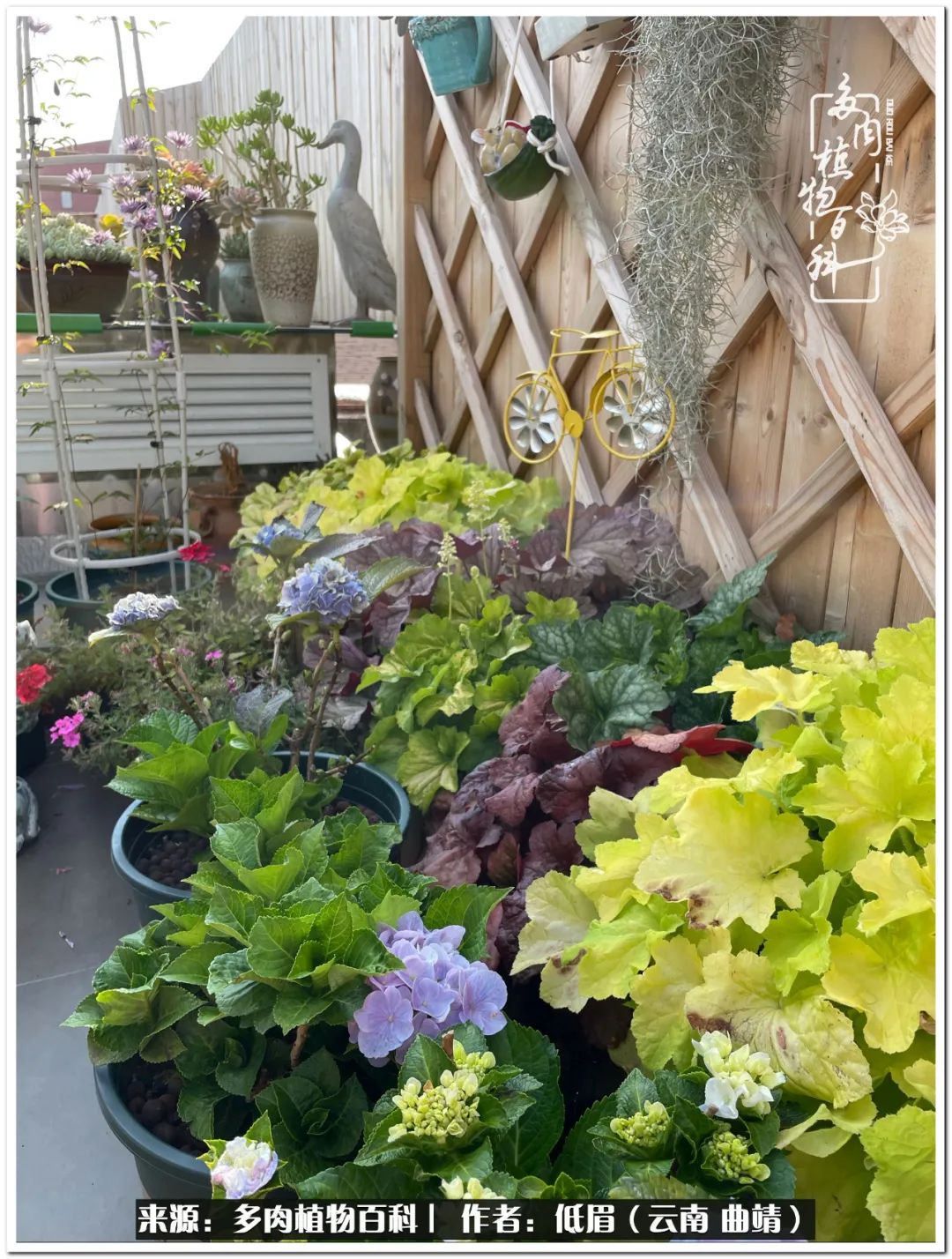 养了8年的多肉,养了七年多肉