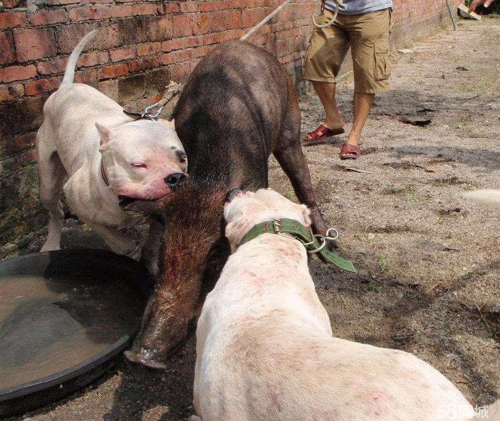 杜高犬为何不抗冻,杜高犬真能护主吗