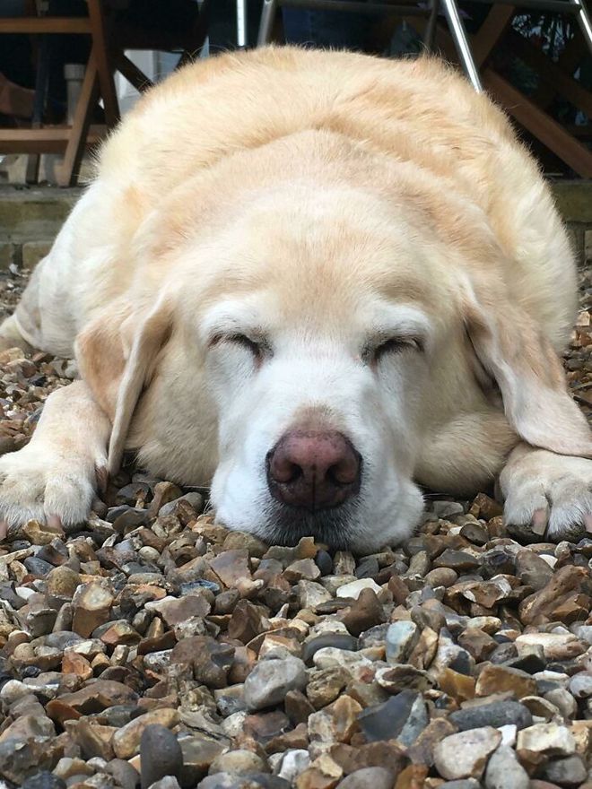 如何选择最适合你的宠物：狗和猫的区别与特点分析