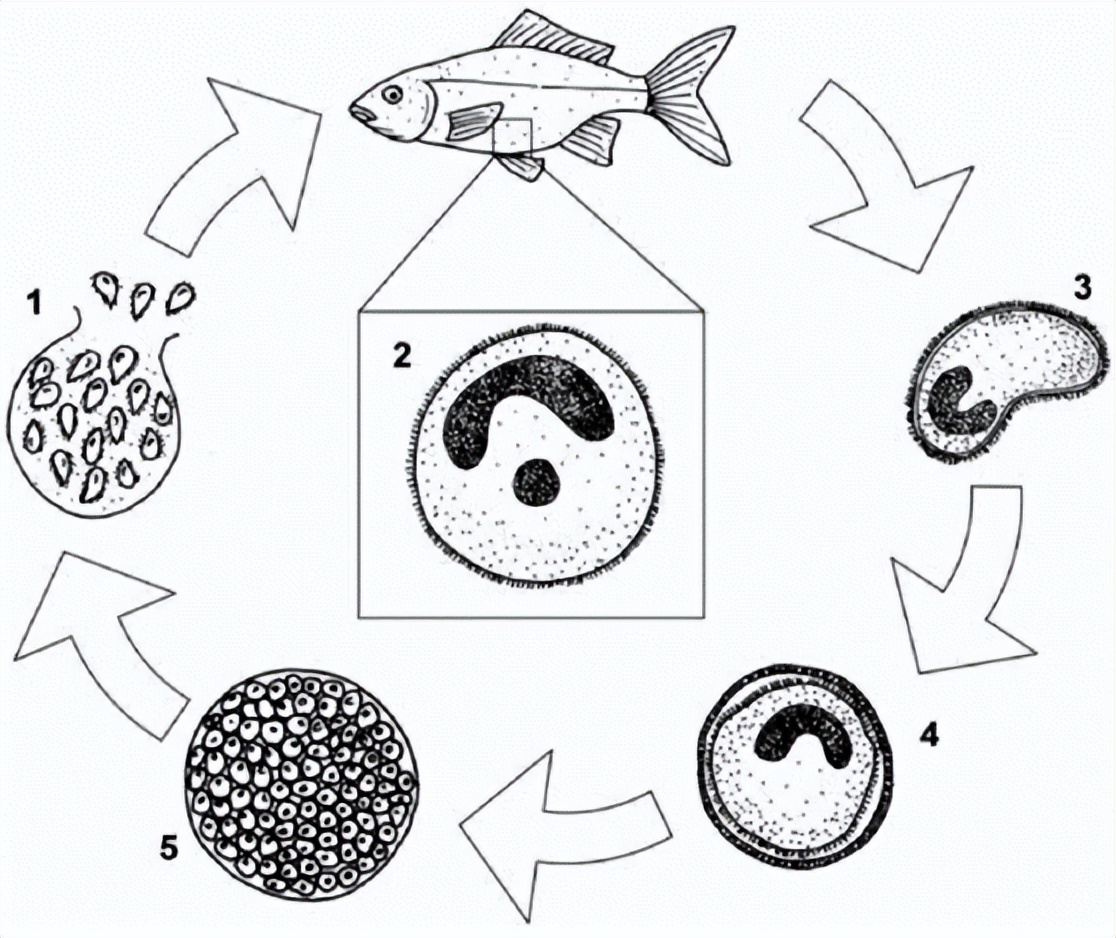 海缸白点病原因,海缸白点越来越多