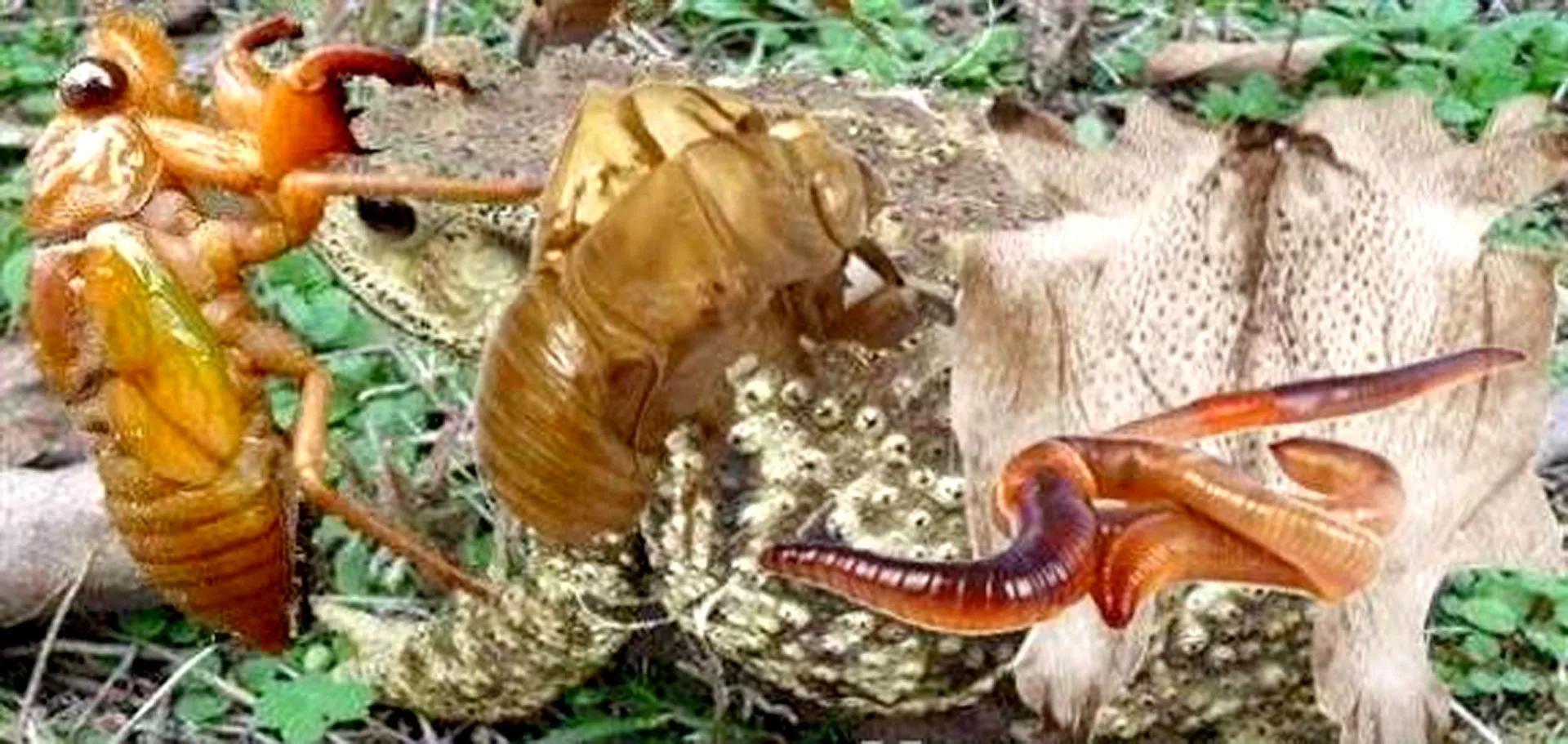 蟾蜍养殖前景效益分析论文摘要,蟾蜍养殖前景分析报告书