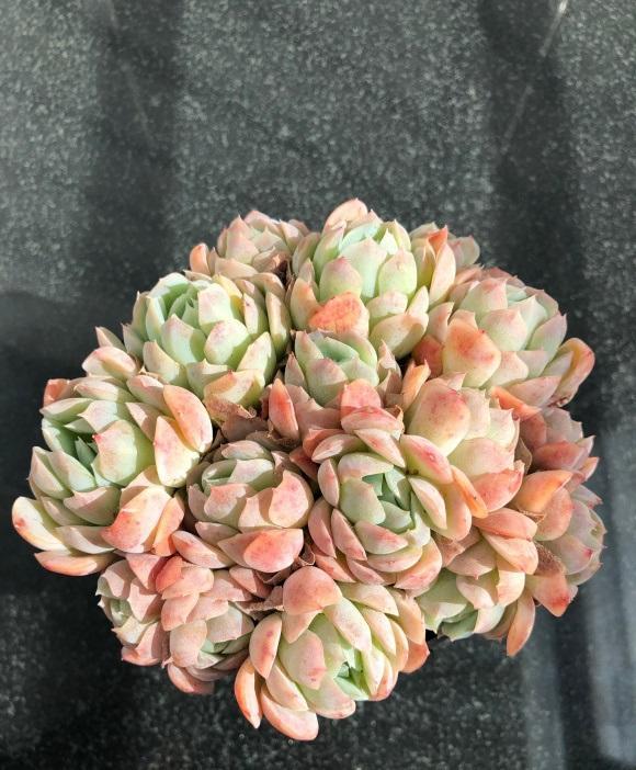 多肉浇水多了腐黑怎么救,多肉多久不浇水能旱死