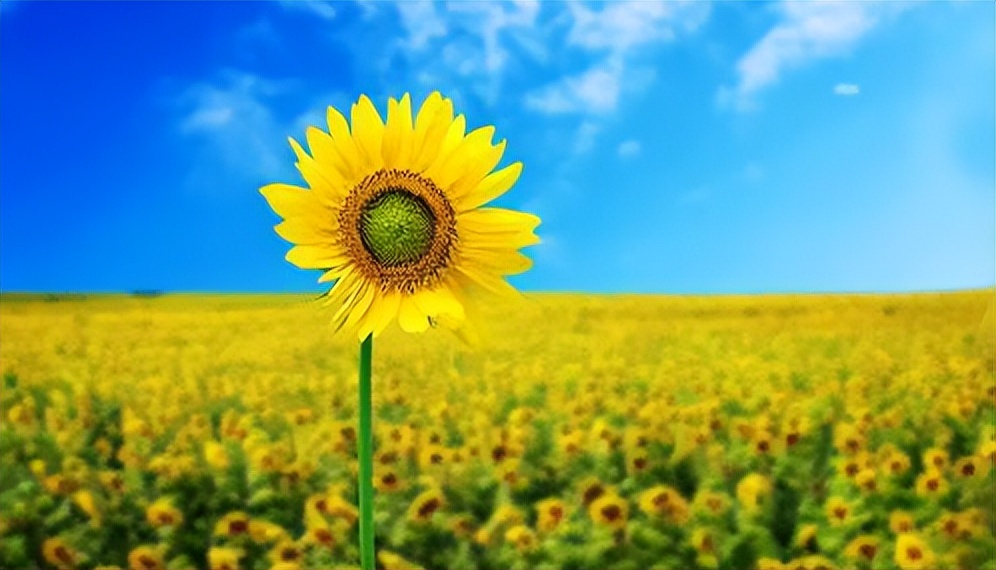 河南22岁女孩体内上千瘤子,22岁女孩体内有1000多个瘤子后续