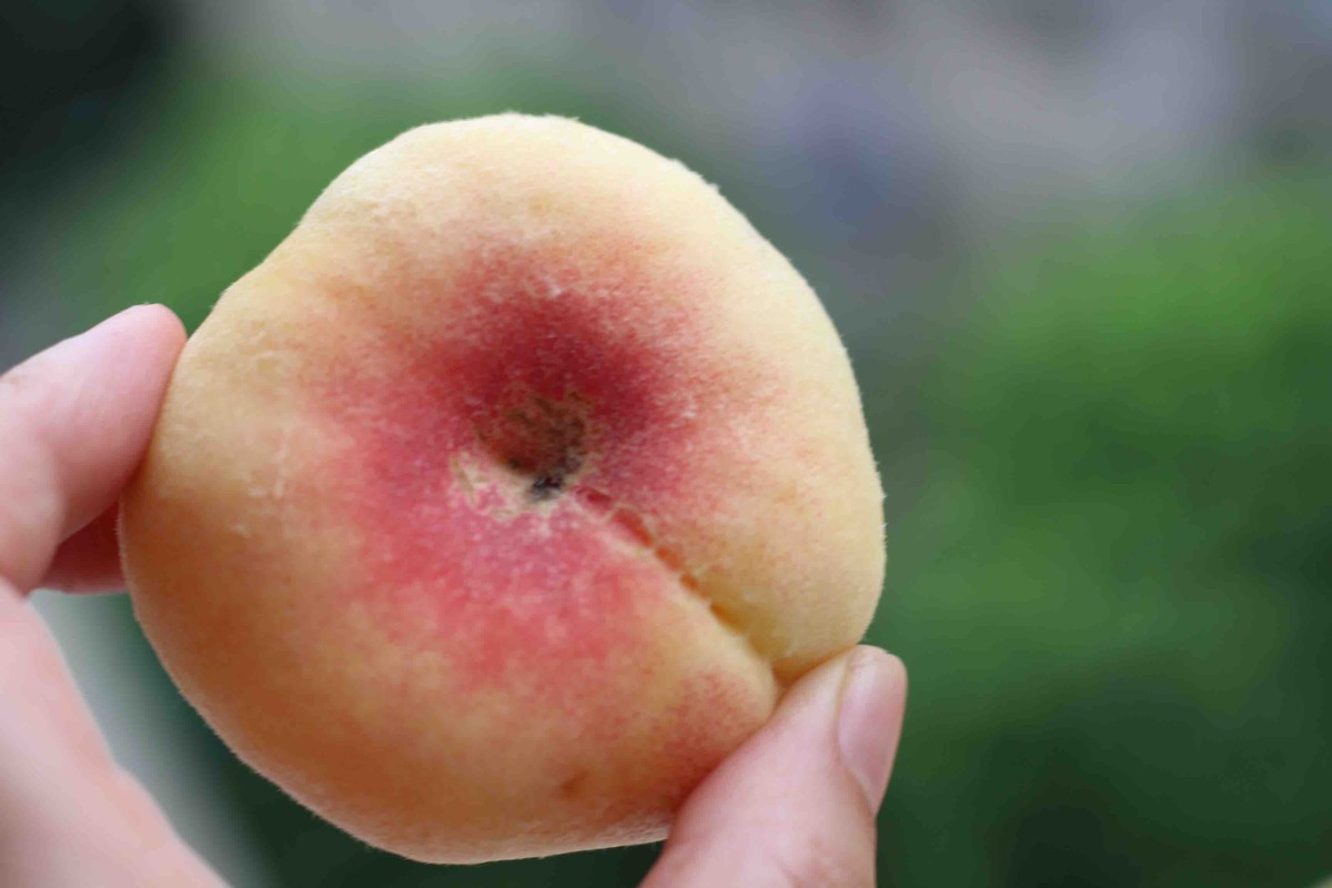 目前全国最好的桃子品种,什么地方的桃子最好吃脆甜的