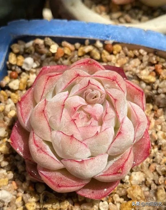 网上买的多肉，为啥养不活？多肉质量有问题，养护技术不足