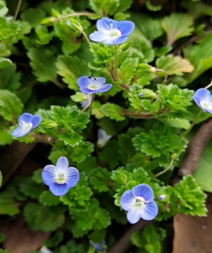 清明期间开的野花有哪些,清明节野花
