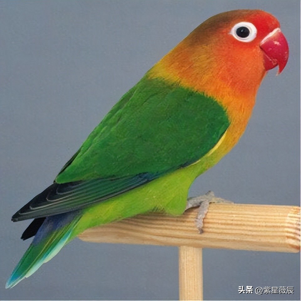 远古时代有什么龙是食肉动物,龙记载的到底是什么生物