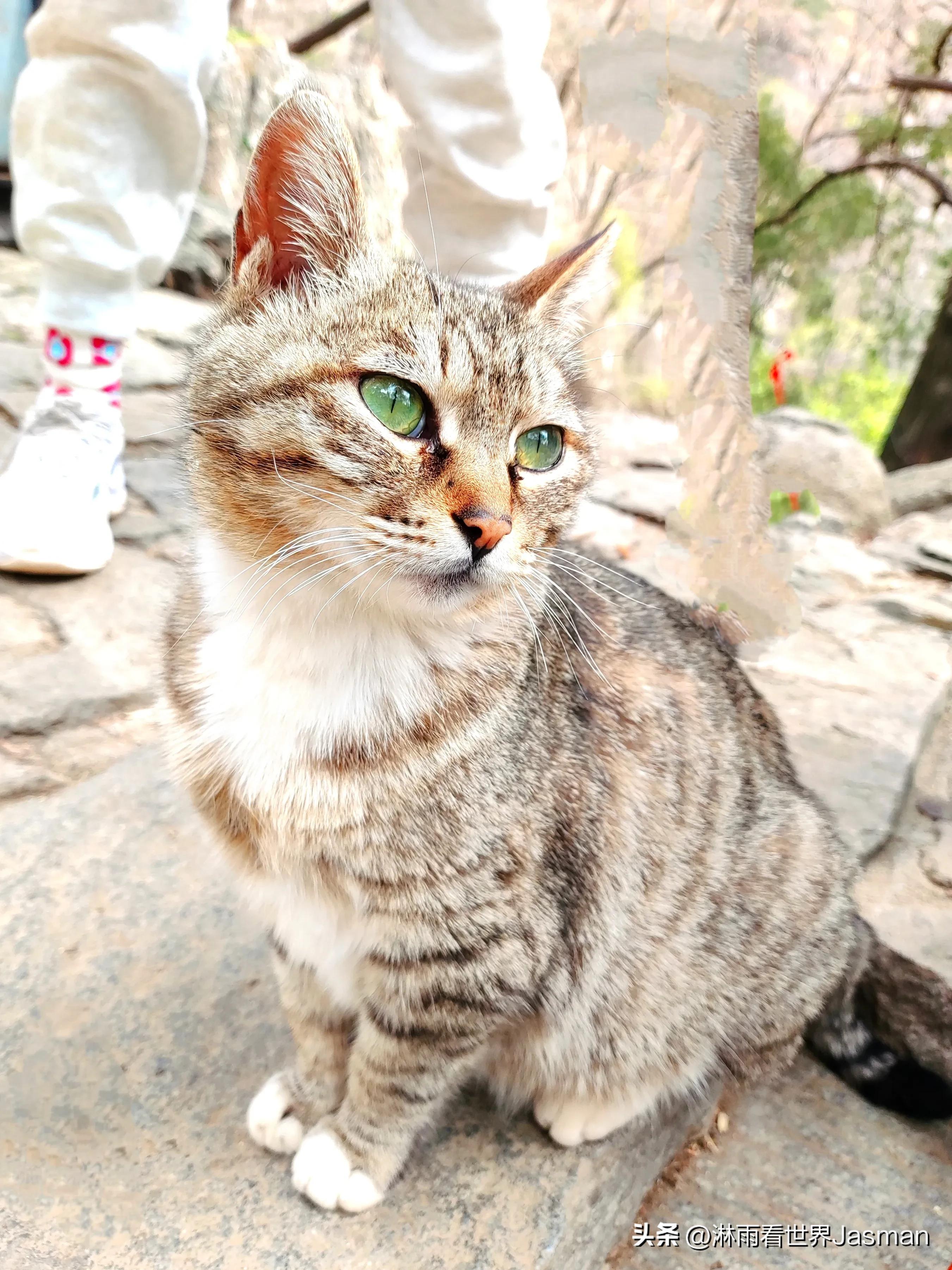 东岳泰山旅游详细攻略,五岳之尊东岳泰山旅游