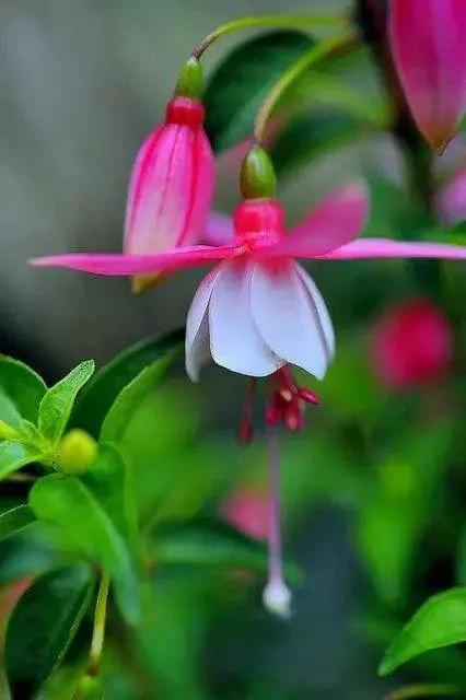 花朵壁纸横版,花朵招财壁纸