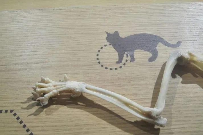 小脚趾被撞了骨头移位怎么办,小脚趾被磕到了一直疼怎么办