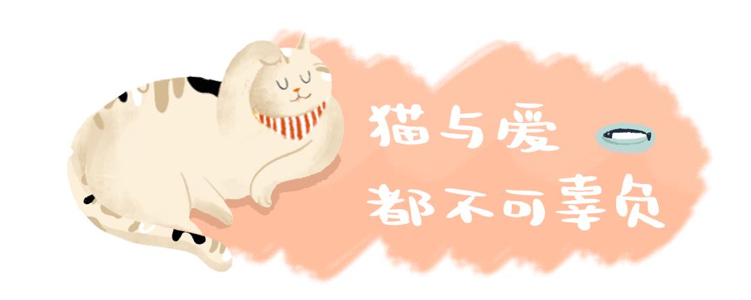 捡回来的流浪猫目光呆滞躲在角落,捡到一只爬满虫的流浪猫