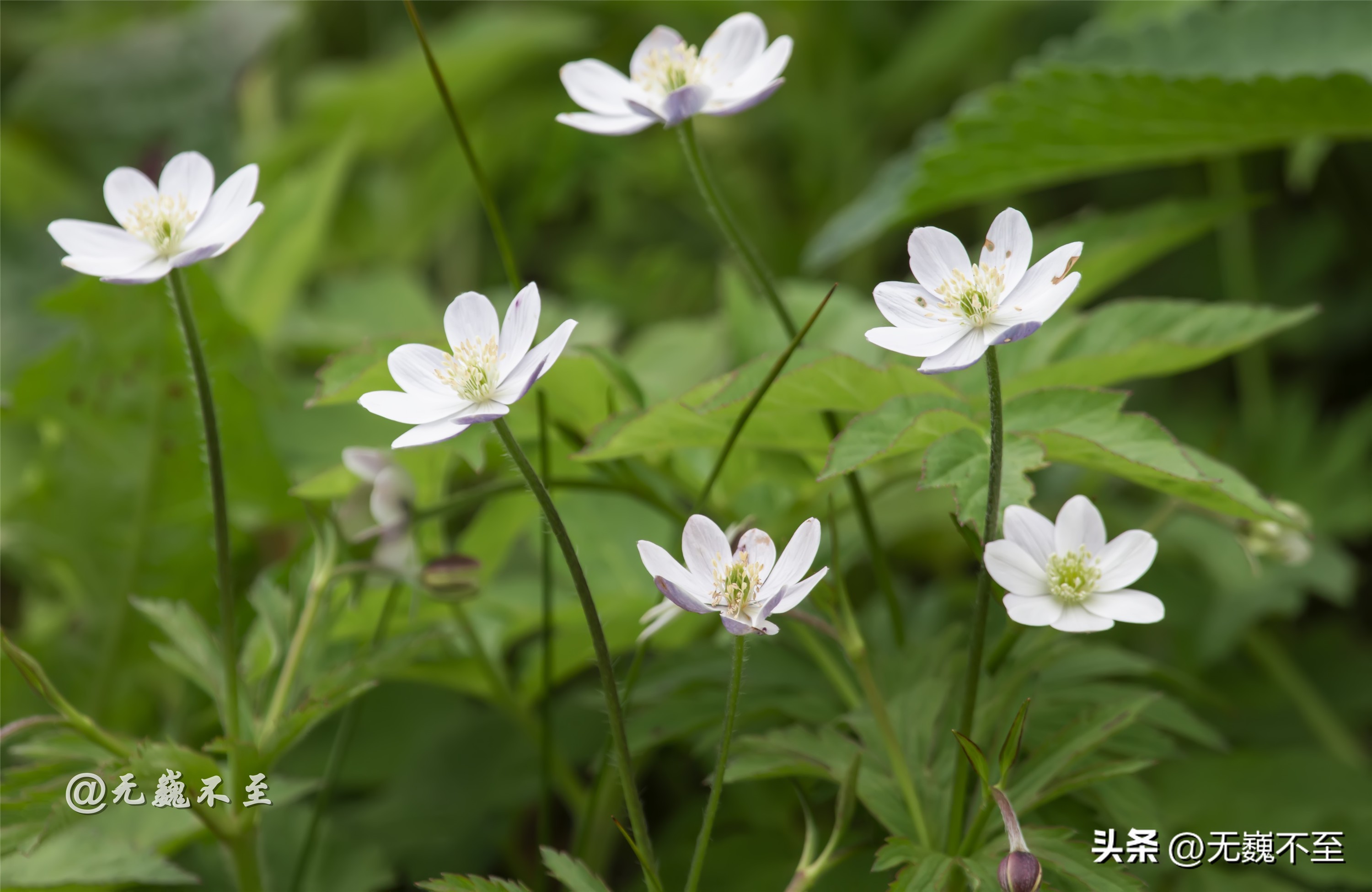 九顶归来不看花，但是这些花名你知道吗？科普一下不就认识啦