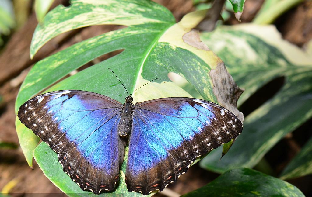 世界最名贵的蝴蝶自行车,世界八大名贵蝴蝶