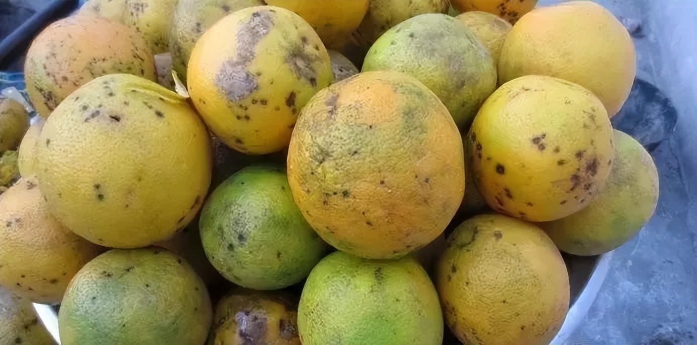 柑橘转色期退糖了怎么办,柑橘转色期间果子软