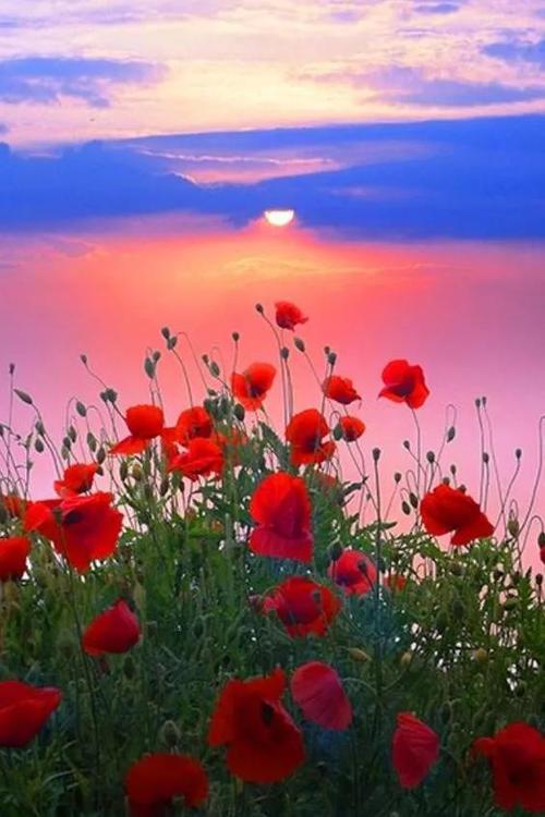 兴趣是最好的老师作文记叙文,兴趣是最好的老师高中作文800字