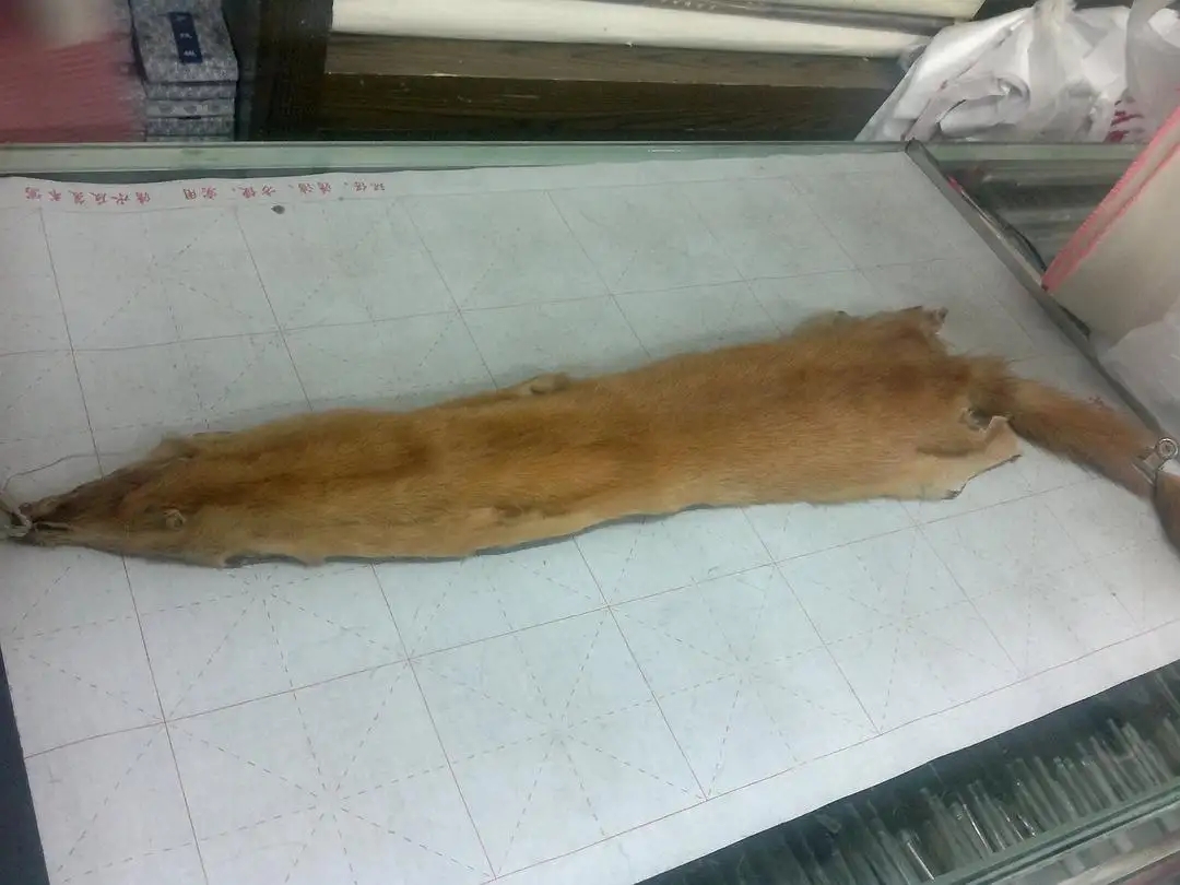 黄鼠狼浑身是宝是真的吗？为何很少有人养殖？