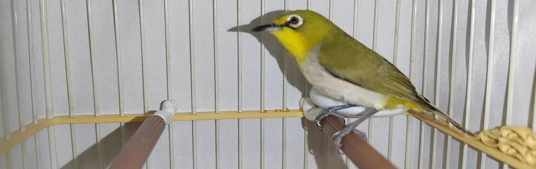 暗绿鸟怎么养吃什么,怎么喂暗绿绣眼鸟