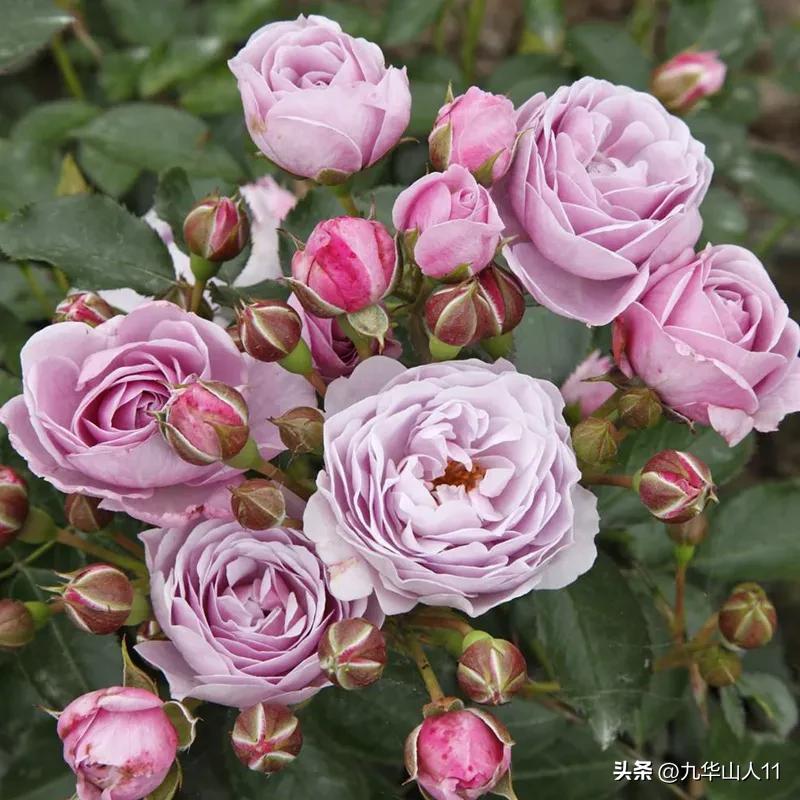 通过adr认证的月季品种,奥古斯塔路易斯月季是adr认证吗