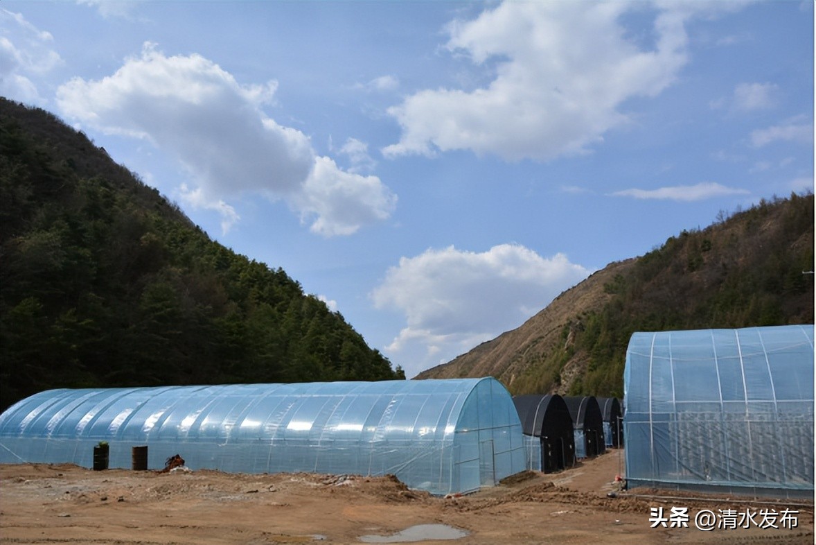 种植黑木耳带领乡村致富,种植黄背木耳壮大村集体经济