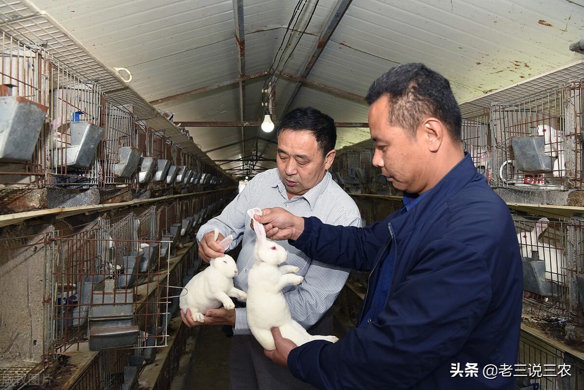 养兔技术喂兔用的主要能量饲料,能让兔子长得又快又好的饲料配方