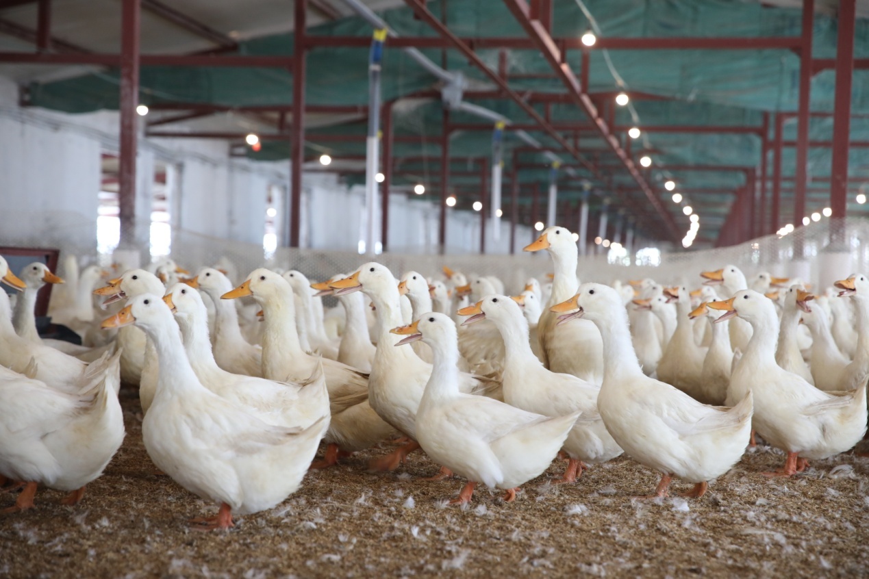 一只活鸭50元左右烤鸭却只卖18元,为什么活鸭50元一只烤鸭18元