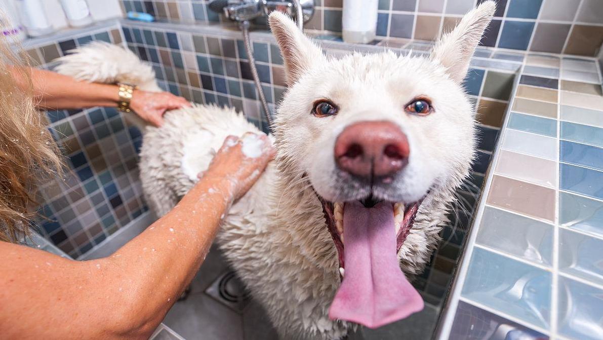 狗狗呕吐三四天不吃食,狗狗吃了打虫药不吃食怎么回事