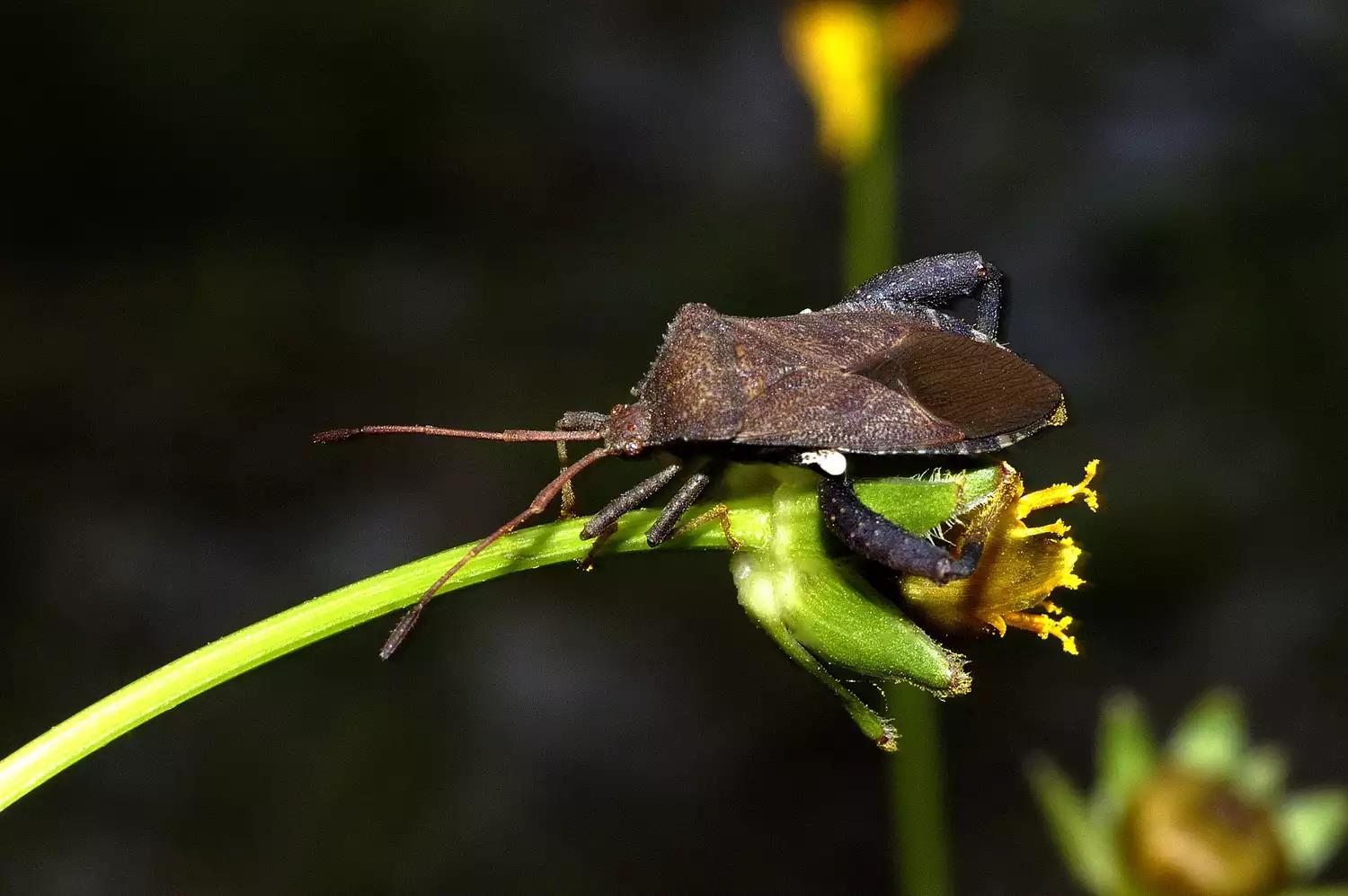 菜园十大害虫,常见病害虫及治疗方法