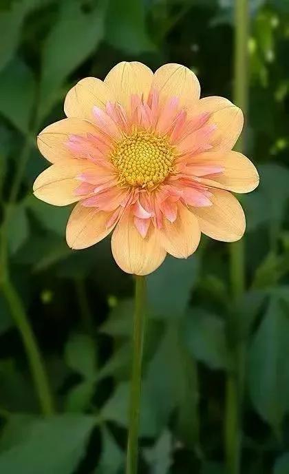 在春暖花开季节遇见浪漫,浪漫总是发生在春暖花开时配音