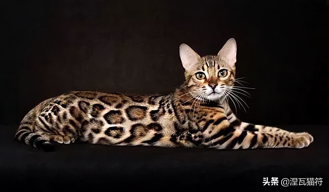 缅因库恩猫银虎斑,缅因猫浅银虎斑