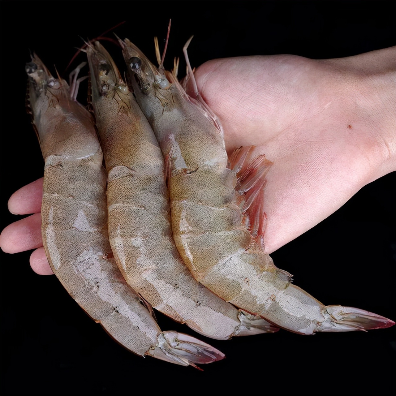 虾头里面黄色的能吃吗,虾头里面是黄的还是屎