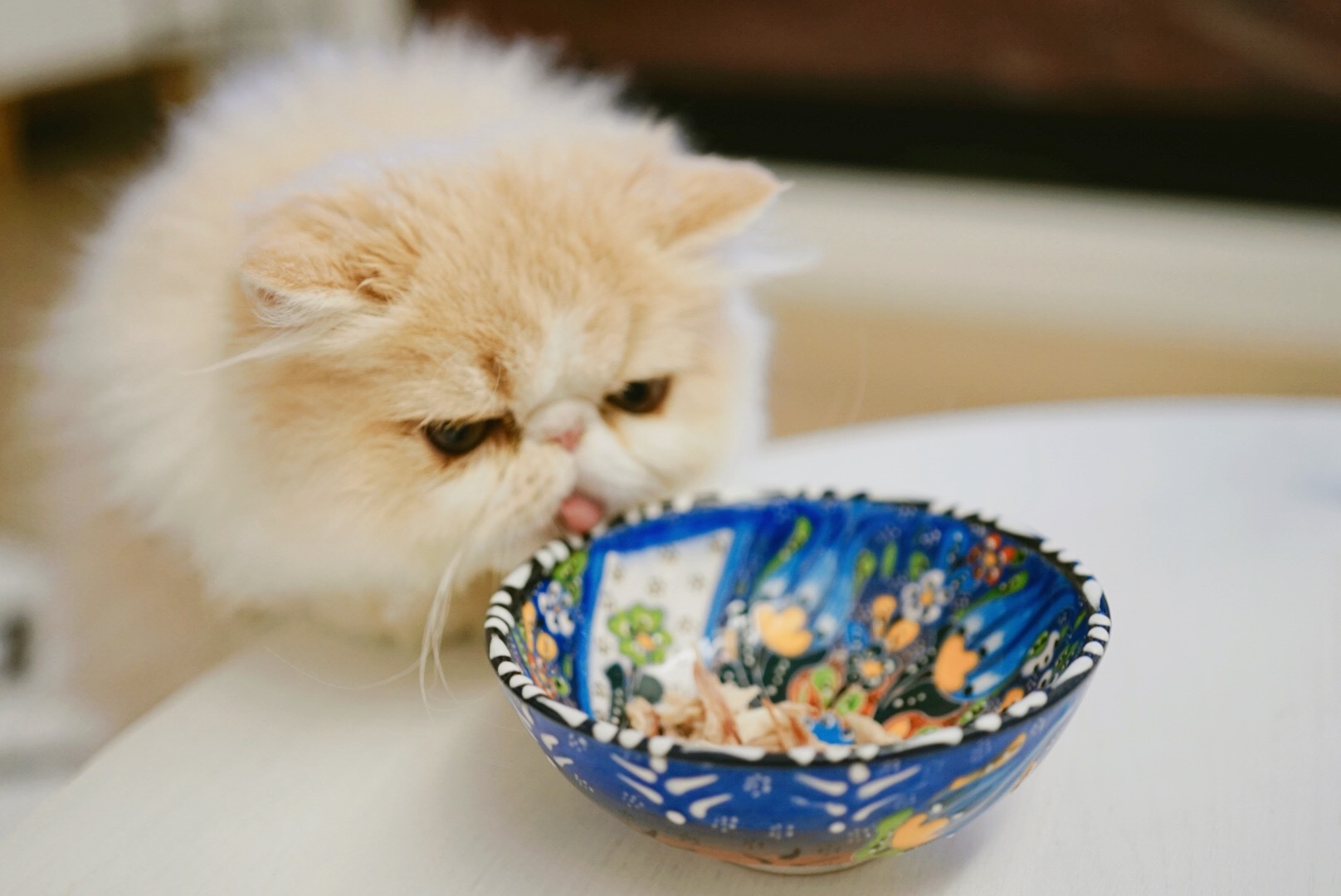 有什么可爱乖巧的狗猫推荐,什么猫咪粘人又好养还好看