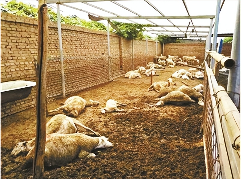 2006年日本企业投资15亿，租下山东1500亩良田，闲置5年杂草丛生