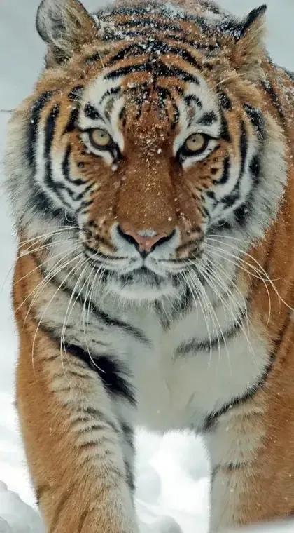 猛虎潜深山长啸自成风出自哪里,猛虎潜深山长啸自生风打一生肖