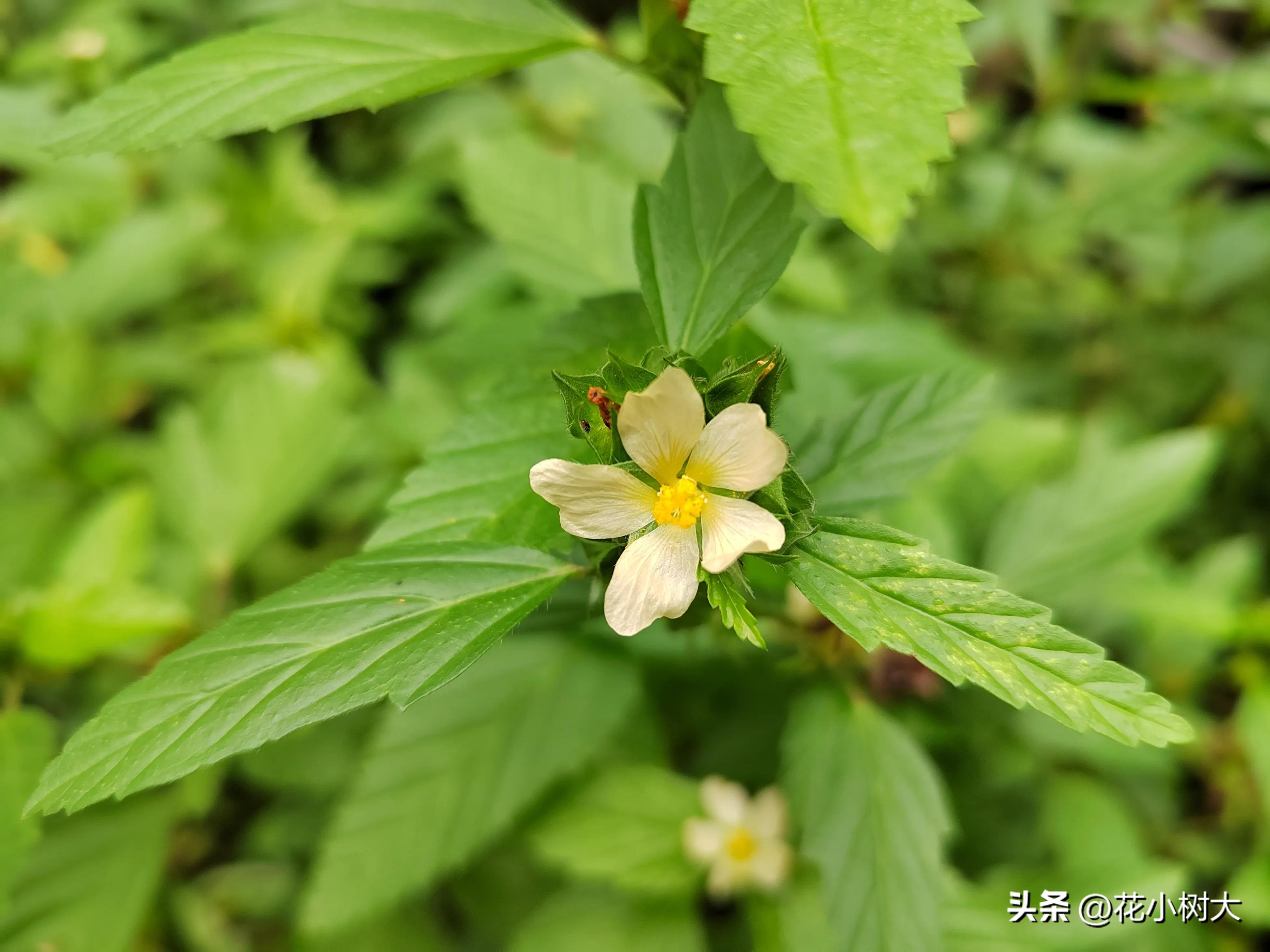 植物图鉴菊花,植物视频实拍