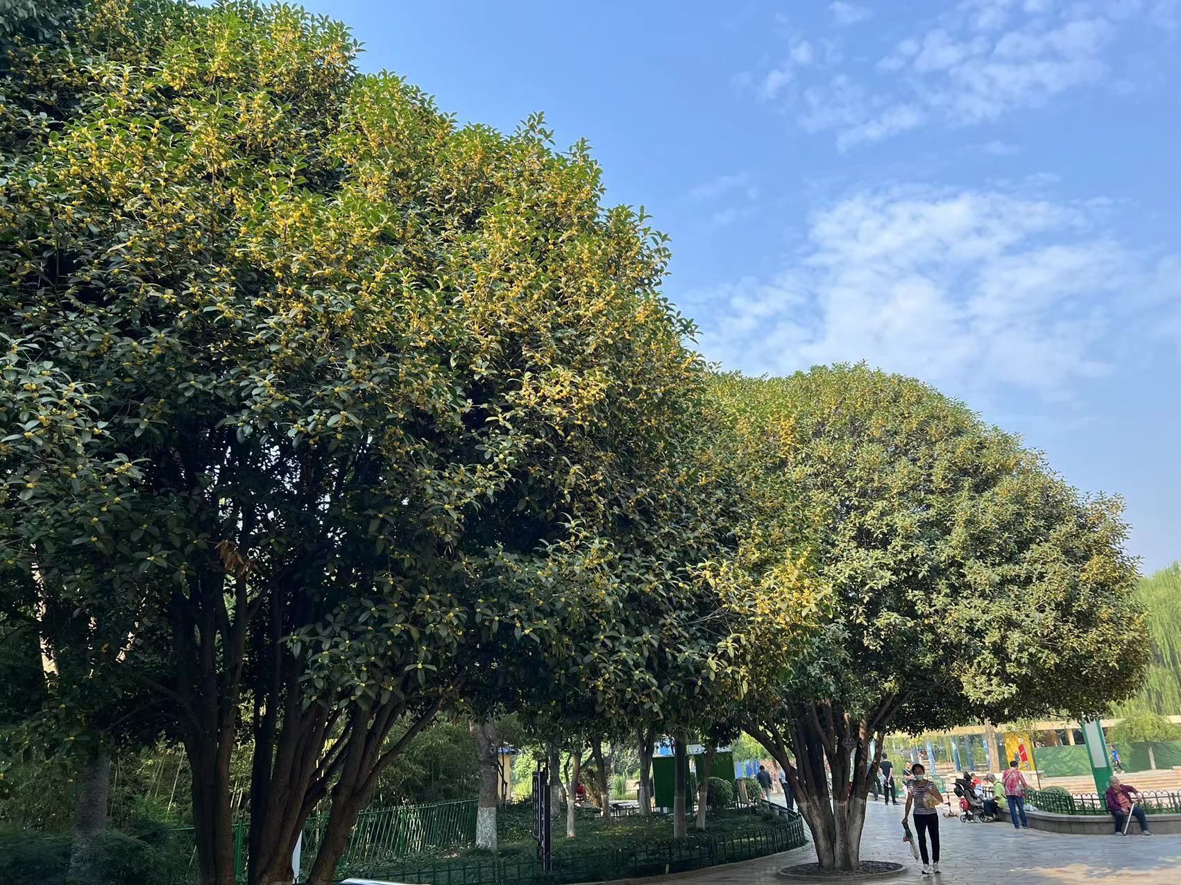 金秋十月赏桂花,南京国庆赏桂花