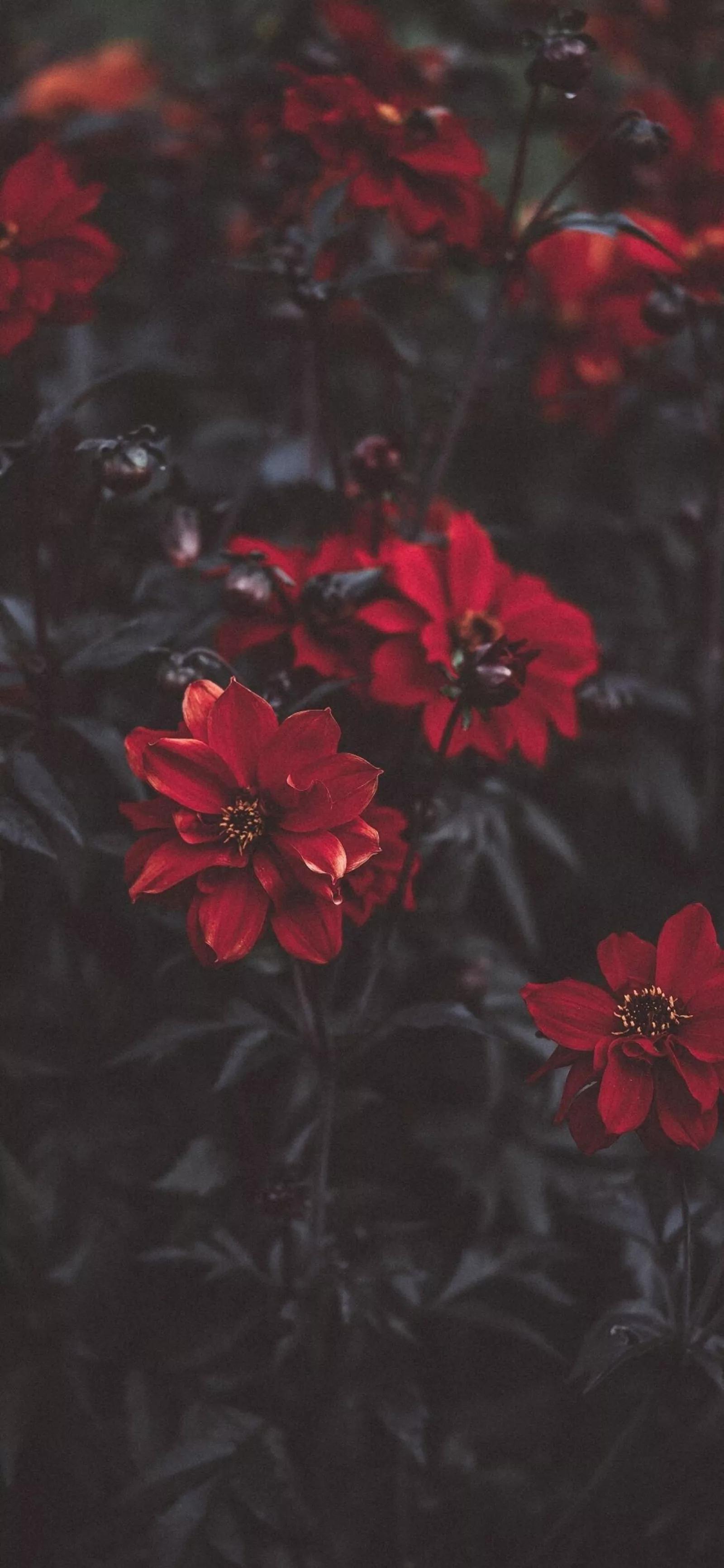 高清壁纸图片全屏干净高级,男士专用黑色美女全屏壁纸