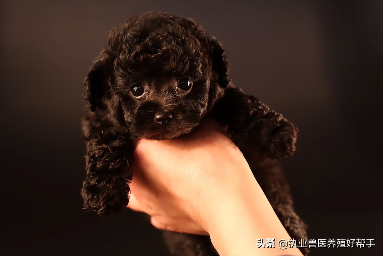 小狗突然呕吐是什么原因引起的,小狗出现呕吐有什么征兆