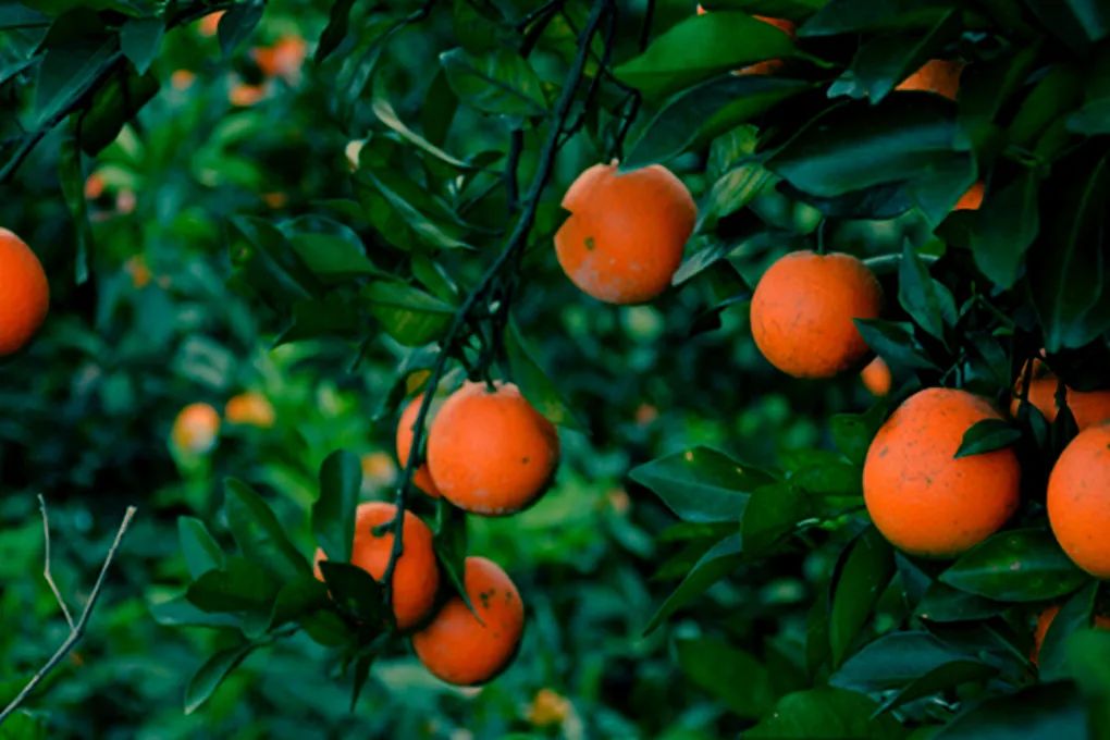 种子战争悄然开打，中国水果如何“接招”？