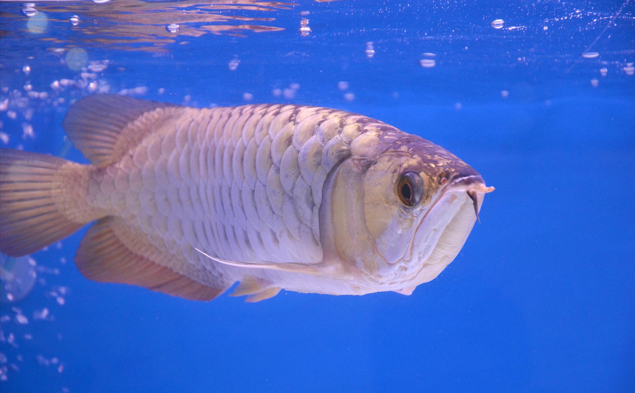 龙鱼这么贵值得养吗,龙鱼成长的全过程