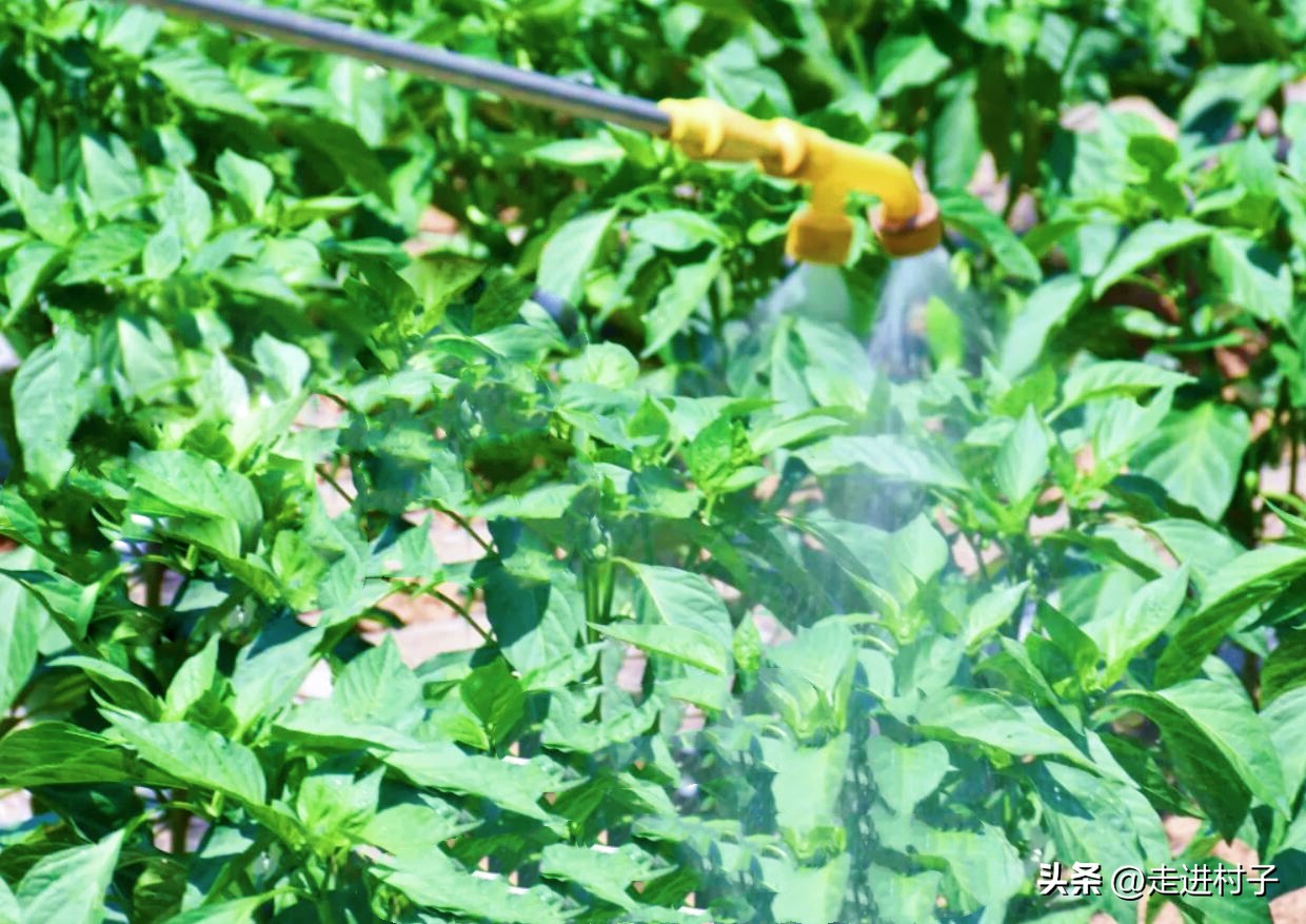 白菜害虫用什么农药防治,大白菜病虫害防治建议书