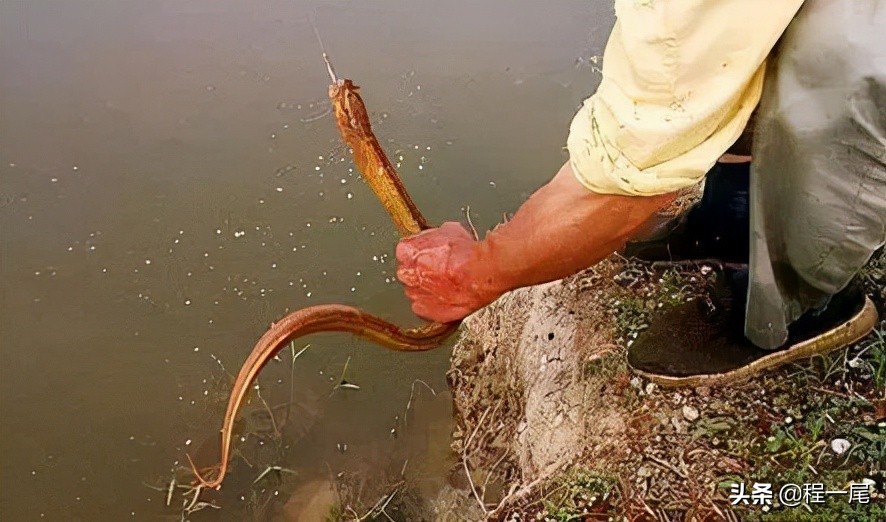 鱼钩怎么钓鳝鱼图解大全,钓鳝鱼用几号钩最佳