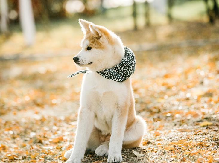 警犬工资一万八真的假的,警犬一月工资