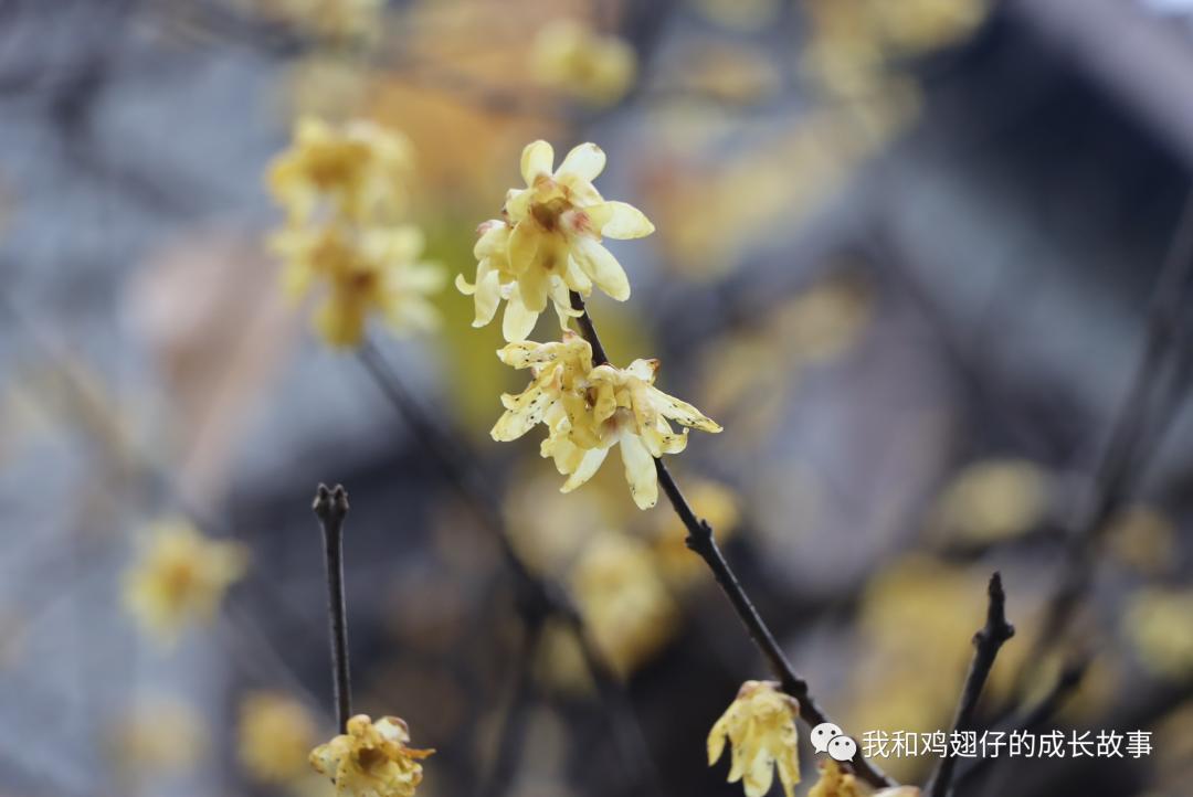 爱美丽推荐第74打卡点|合肥遛娃|年味超浓-老街古建筑-长临河古镇