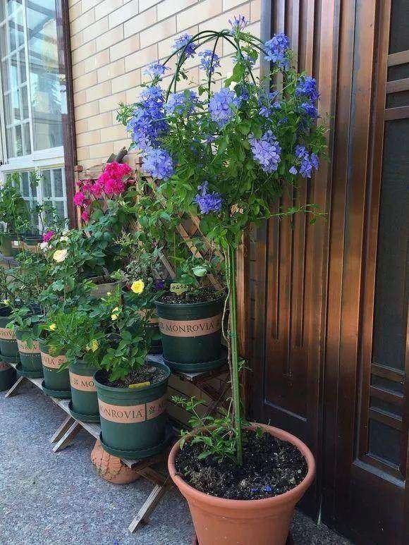 女朋友教你怎么把一根“草”,养成一株“雪女权杖”,美得窒息