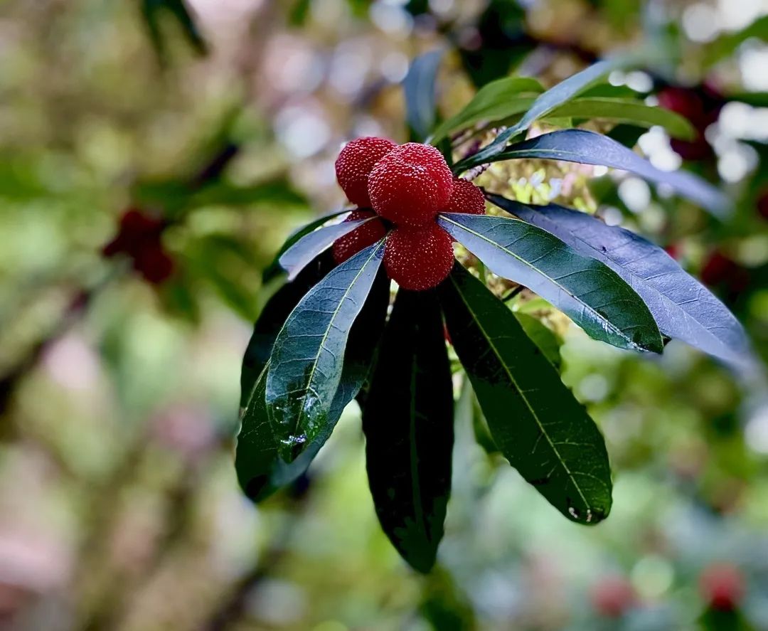 为什么盐水可以泡出杨梅中的虫子,杨梅用盐水泡多久泡出虫子