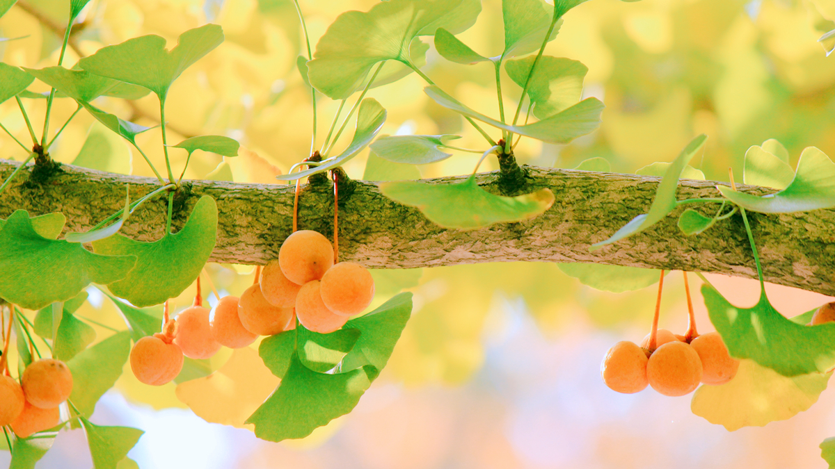 银杏树价格一落千丈,银杏果的价格90年代