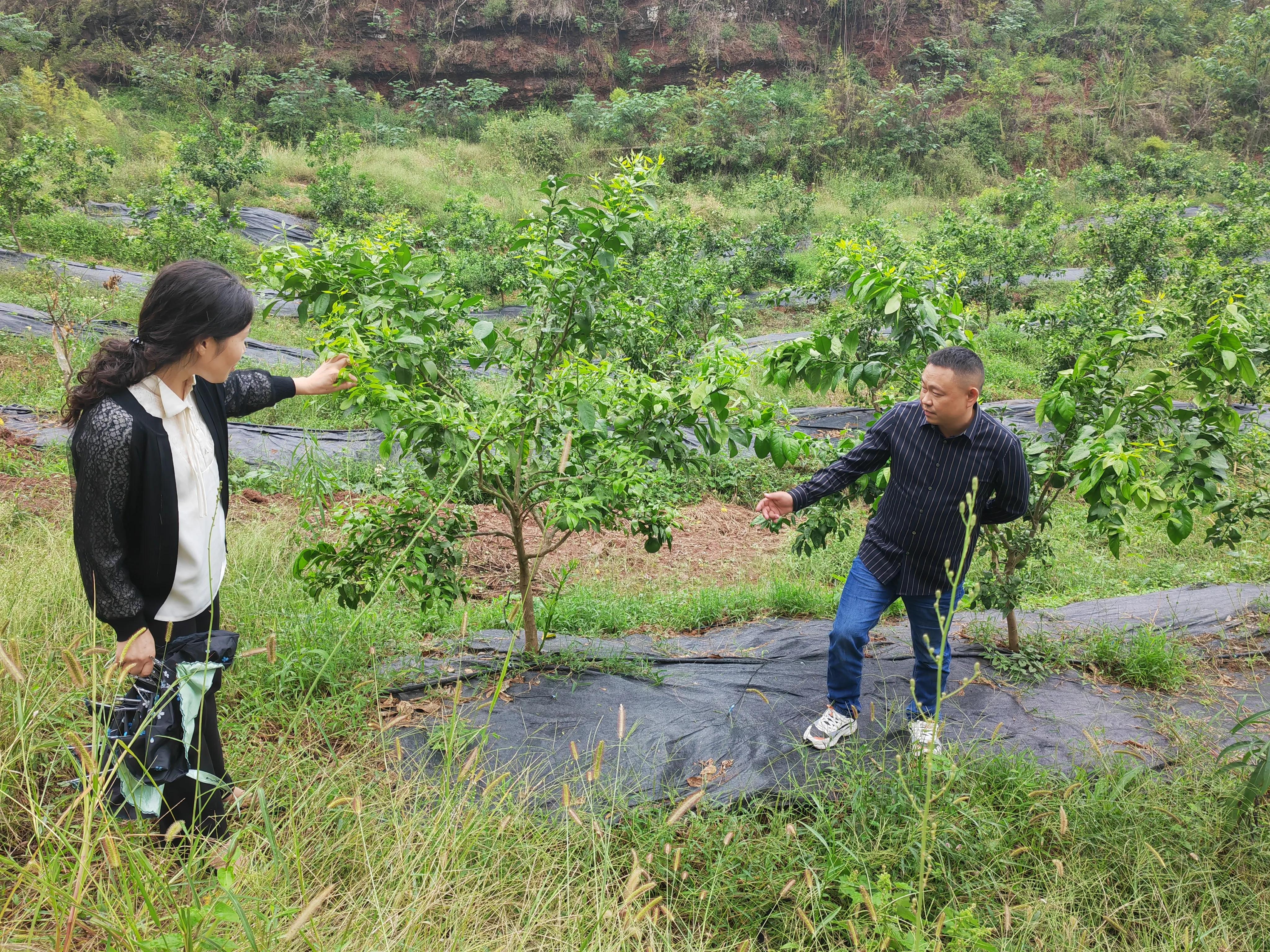 王朝霞到四川国沃希隆、四川硕源等农业公司基地调研