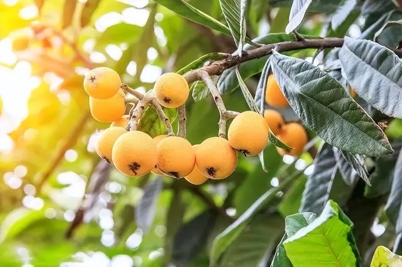 适合家庭院子种植的大型果树,适合阳台种植的果树结果多