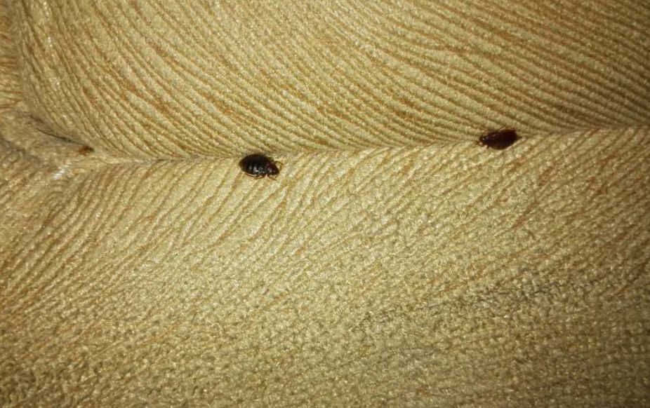 飞进屋里的臭虫怎么消灭最彻底,臭虫总是从窗户进入怎么办