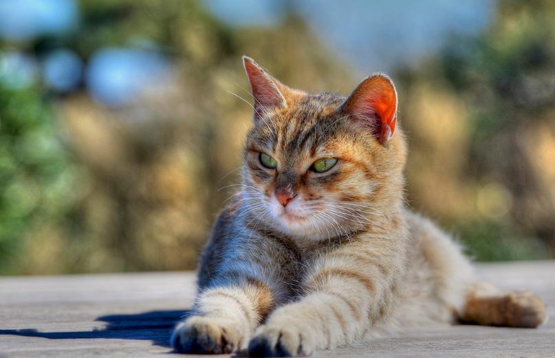 最简单的流浪猫图片大全,最美的一只流浪猫图片